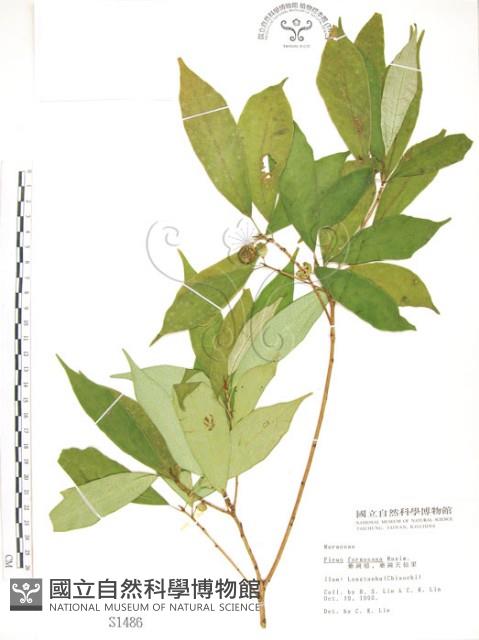 天仙果、臺灣榕藏品圖，第1張