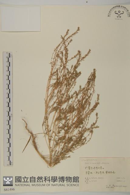 地膚、掃手草藏品圖，第1張