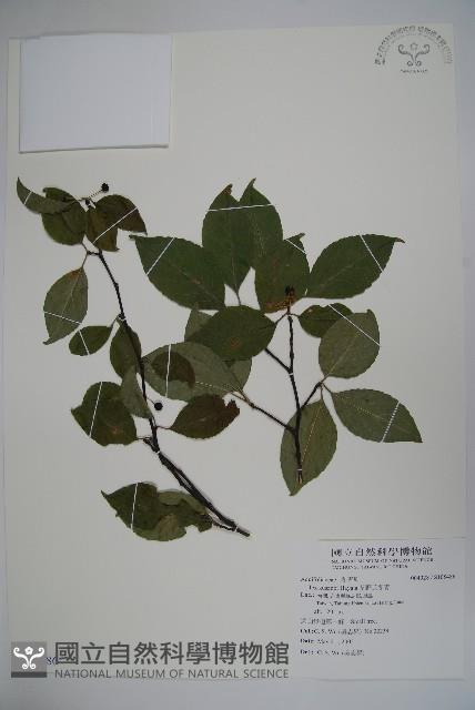 草野氏冬青藏品圖，第1張