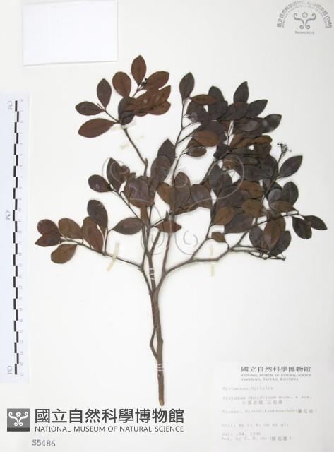 小葉赤楠藏品圖，第1張