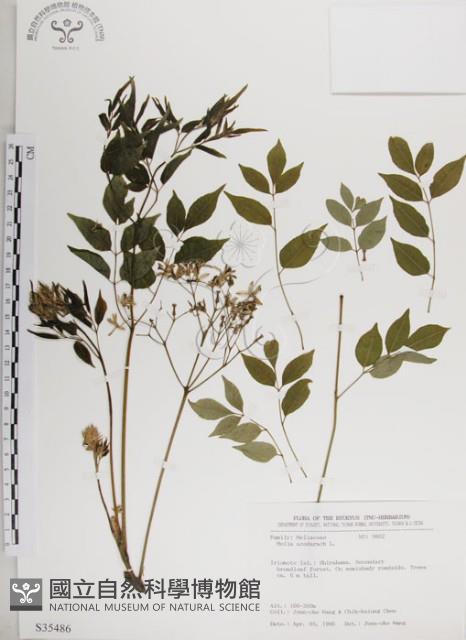 楝、苦楝藏品圖，第1張