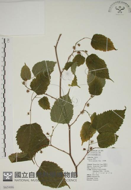 小桑樹藏品圖，第1張