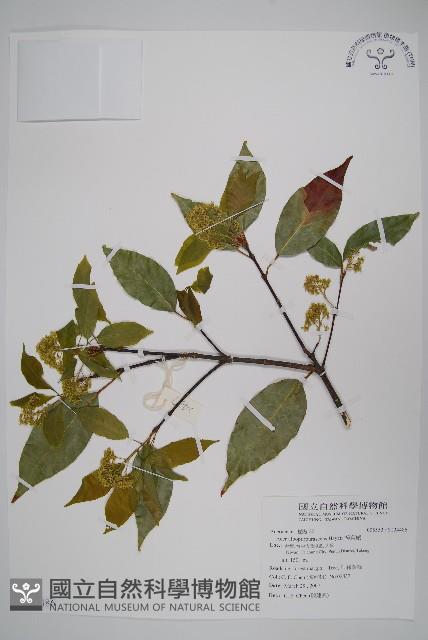 樟葉槭, 飛蛾子樹藏品圖，第1張