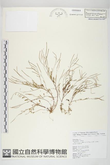 玉山筷子芥藏品圖，第1張