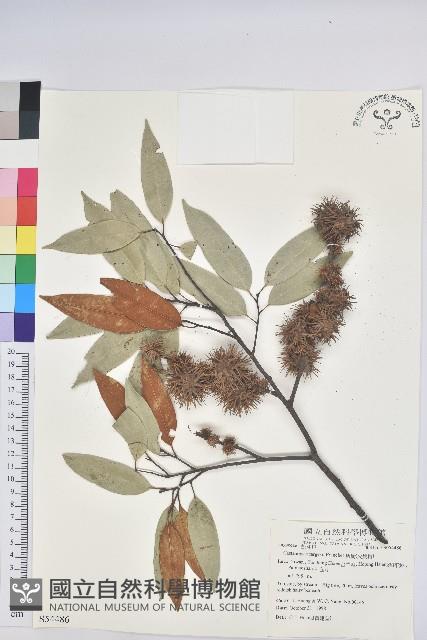 火燒柯、栲樹藏品圖，第1張