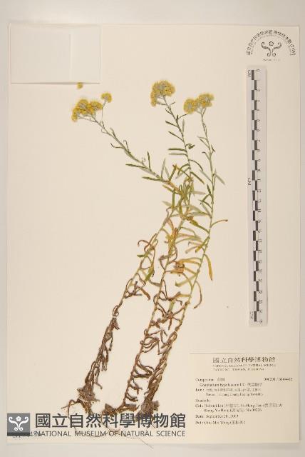 秋鼠麴草藏品圖，第1張