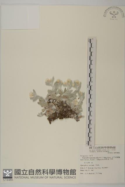 尼泊爾籟簫藏品圖，第1張