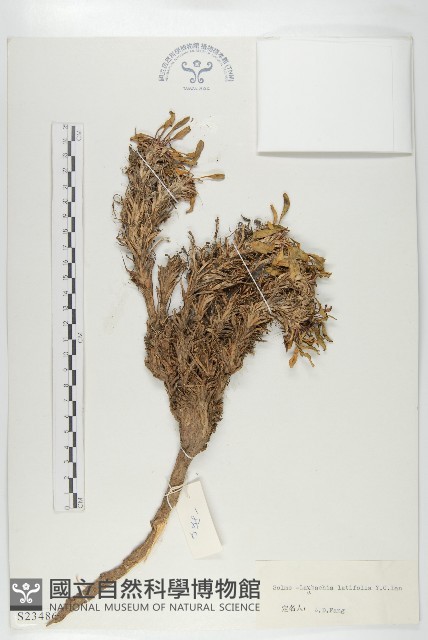 寬葉萊菔藏品圖，第1張