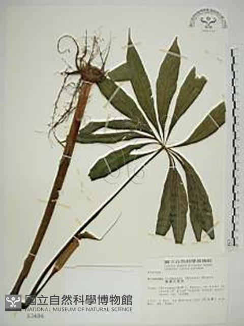 臺灣天南星藏品圖，第1張