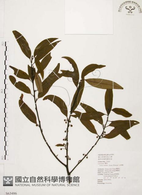 山胡椒藏品圖，第1張