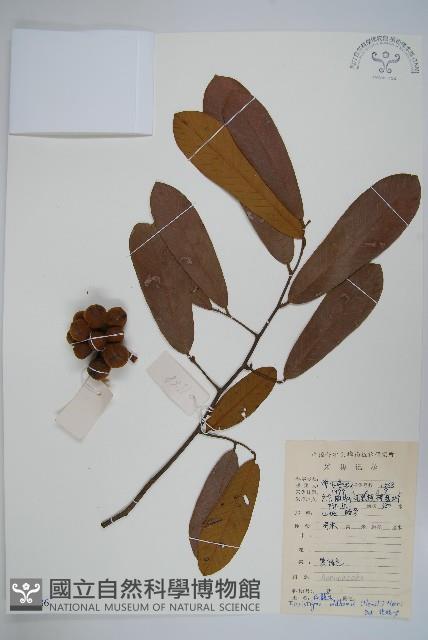 瓜馥木藏品圖，第1張