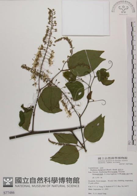 菊花木藏品圖，第1張