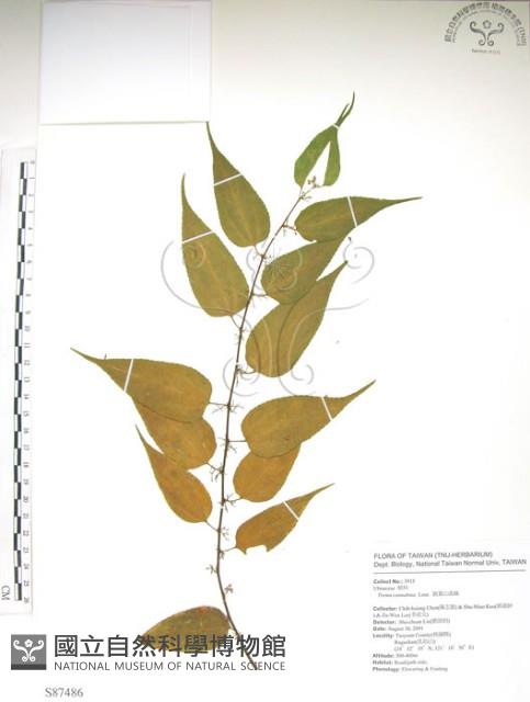 銳葉山黃麻藏品圖，第1張