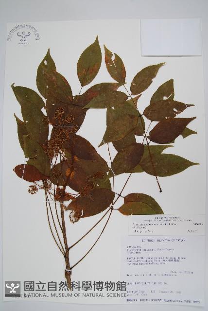 登錄號:S026186藏品圖，第1張