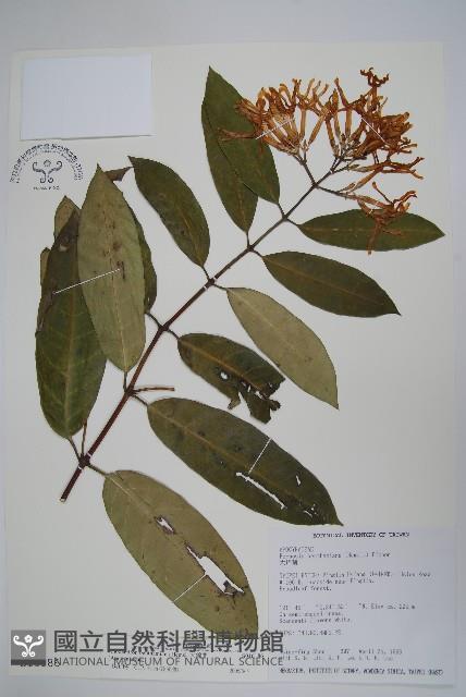 大錦蘭藏品圖，第1張