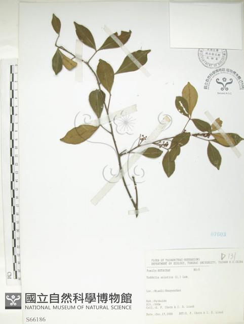 飛龍掌血藏品圖，第1張