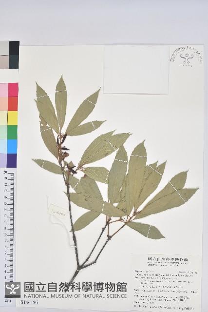 捲斗櫟藏品圖，第1張