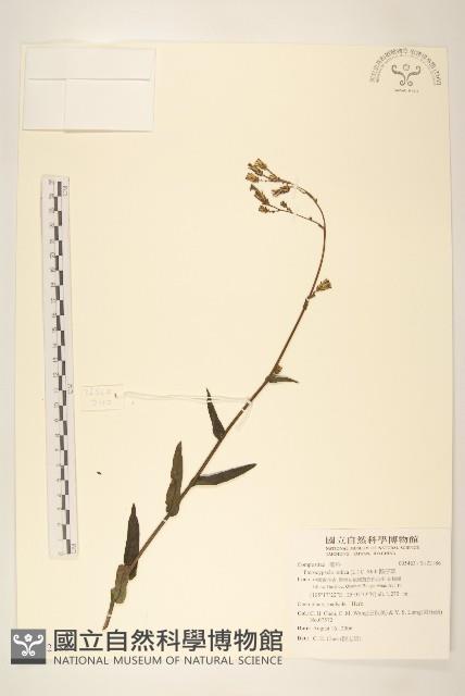 鵝仔草藏品圖，第1張