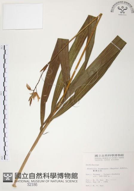 臺灣白及藏品圖，第1張