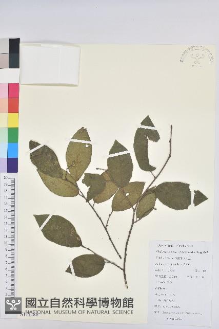 白木烏臼藏品圖，第1張