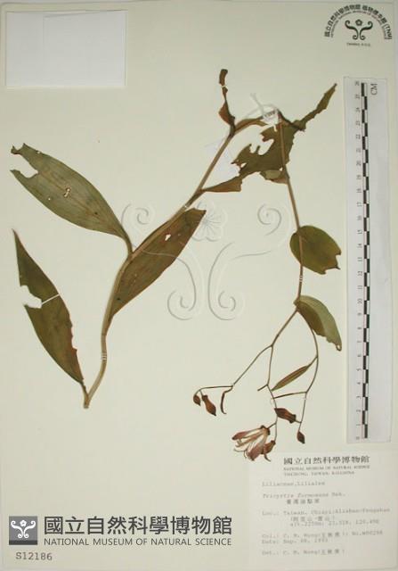 臺灣油點草藏品圖，第1張