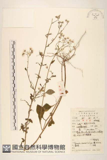 一枝香藏品圖，第1張