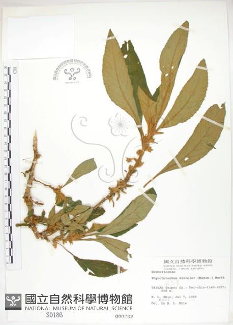 同蕊草、異色線柱苣苔藏品圖，第1張