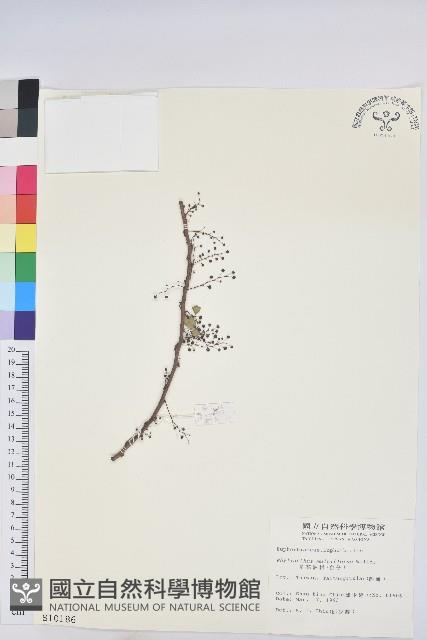多花油柑、白仔藏品圖，第1張