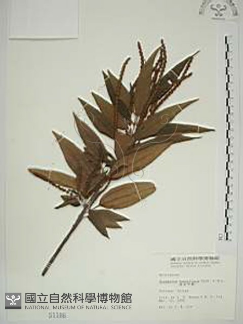 密花苧麻、木苧麻藏品圖，第1張