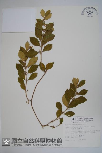 武靴藤藏品圖，第1張