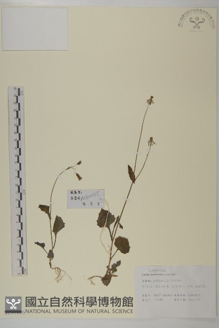 紫背草藏品圖，第1張