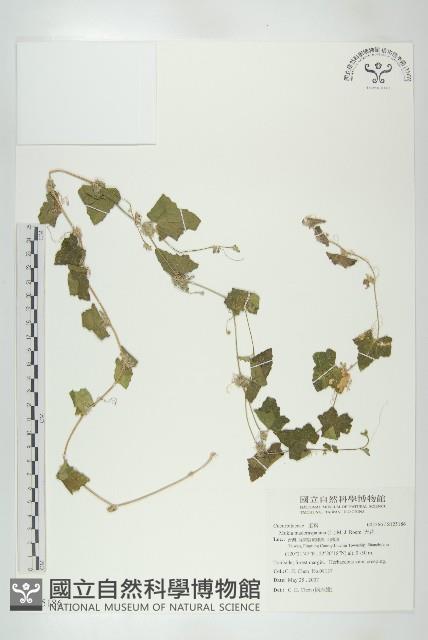 天花藏品圖，第1張