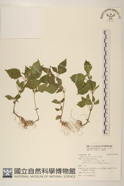 小米菊藏品圖，第1張