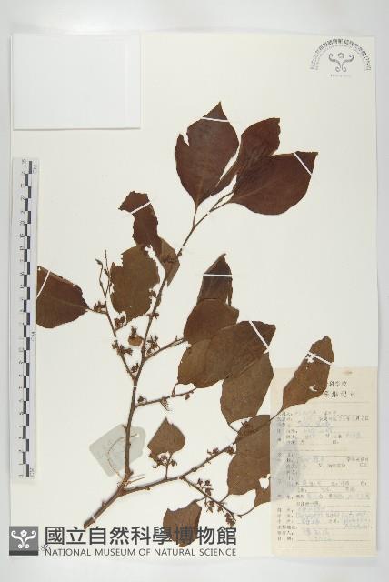 油柿藏品圖，第1張