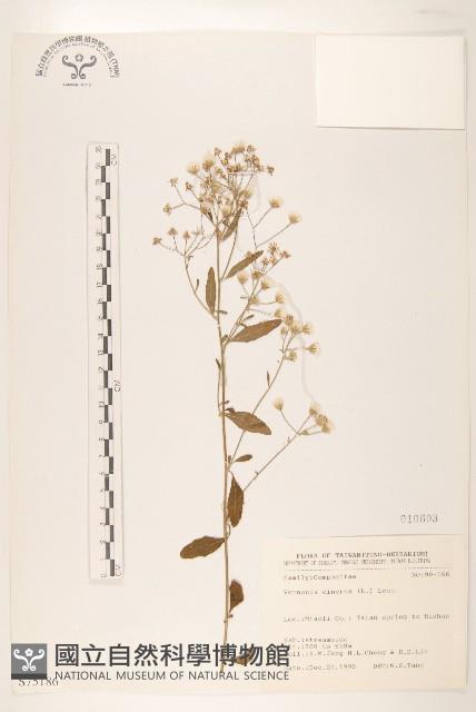 一枝香藏品圖，第1張