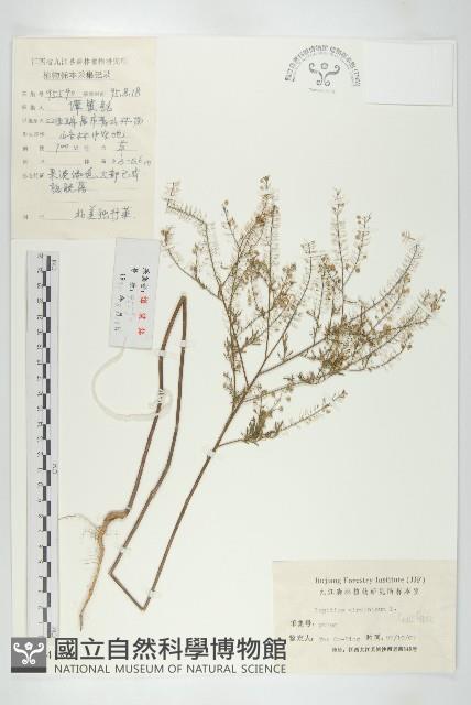 獨行菜藏品圖，第1張