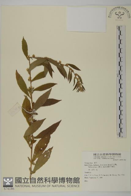 登錄號:S074186藏品圖，第1張