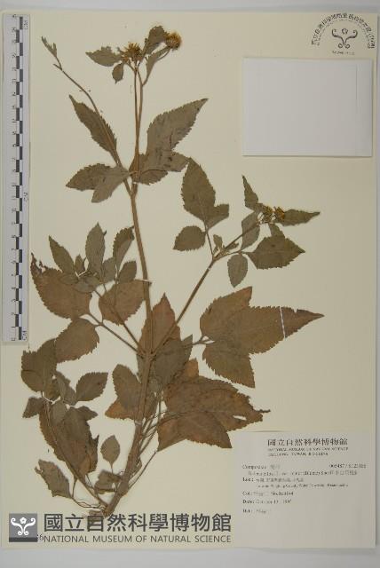 小白花鬼針藏品圖，第1張