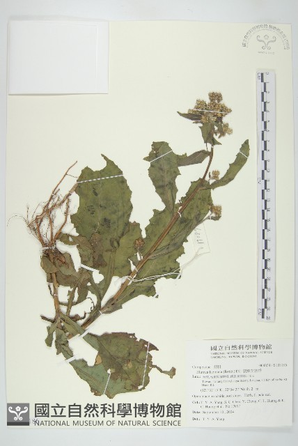 裂葉艾納香藏品圖，第1張