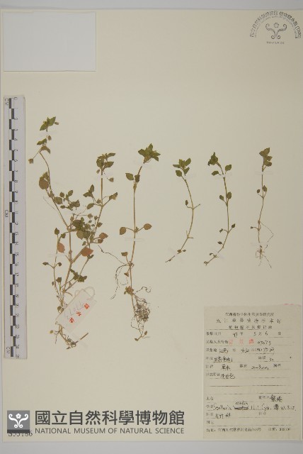 繁縷藏品圖，第1張