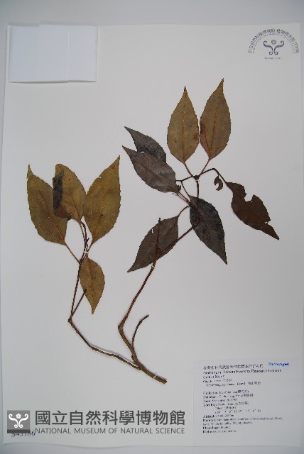 高山莢迷藏品圖，第1張