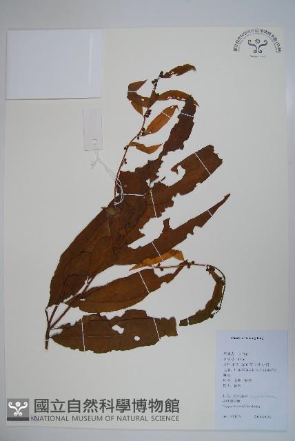 銳葉山柑藏品圖，第1張