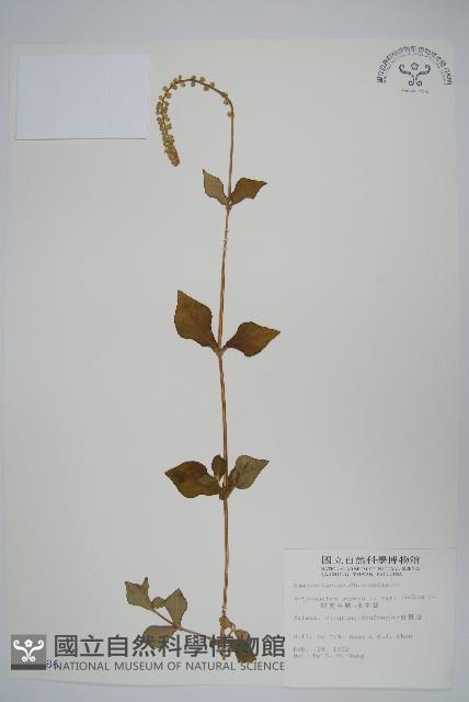 印度牛膝、土牛藤藏品圖，第1張