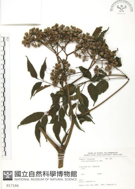 火筒樹藏品圖，第1張