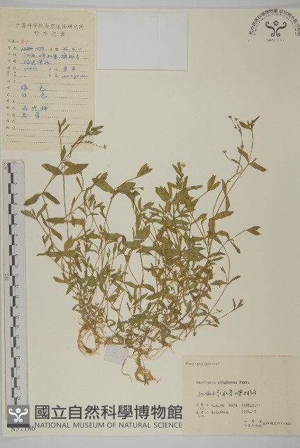 雀舌草藏品圖，第1張
