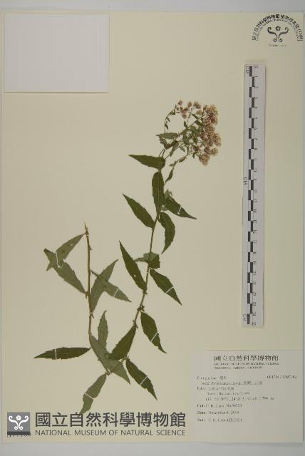 臺灣山白蘭藏品圖，第1張