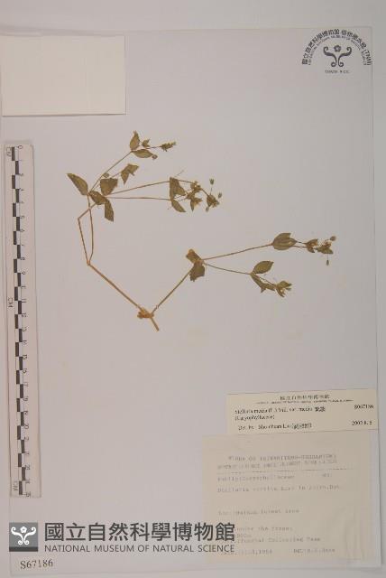 繁縷藏品圖，第1張