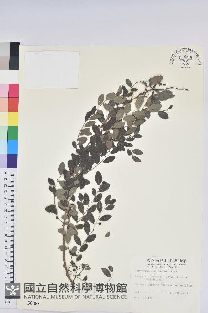 臺灣山漆莖藏品圖，第1張