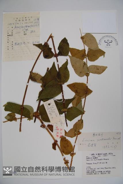 蔥皮忍冬藏品圖，第1張