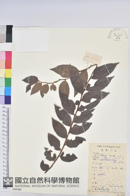 毛果算盤子藏品圖，第1張